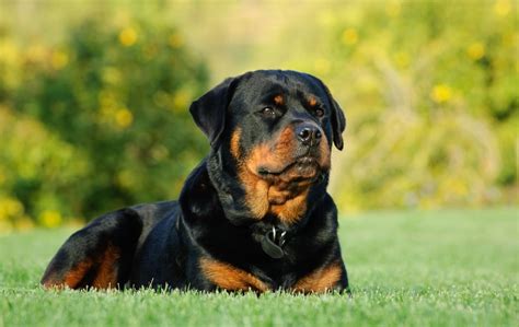 hund ficken|Der Tag, an dem mich unser Rottweiler nahm – readbeast